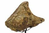 Fossil Hadrosaur Vertebra Section w/ Metal Stand - South Dakota #354305-2